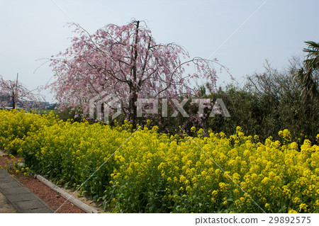 Ukawa-ken cherry tree Ukawa-ken cherry tree 29892575