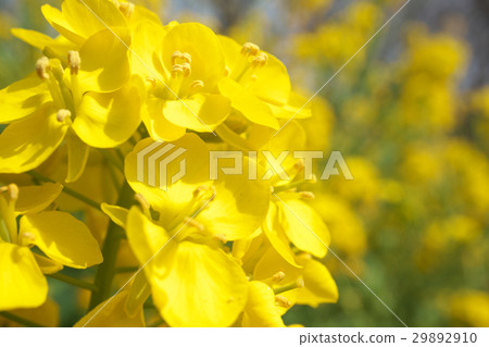 Rape blossoms Rape blossoms 29892910