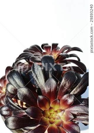 Black lawyer 29893240