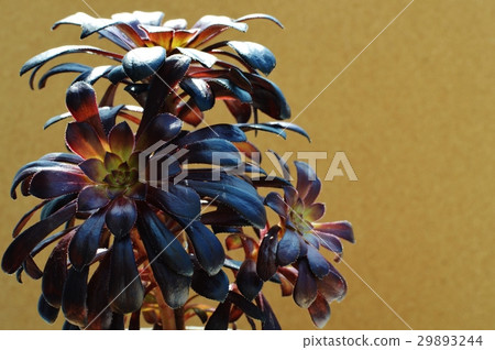 Black lawyer 29893244