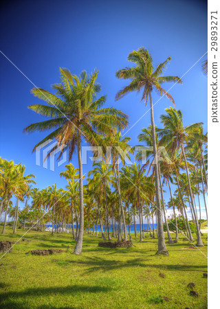 Anakena, a white coral sand beach 29893271