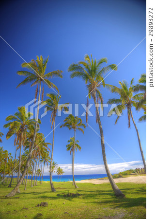 Anakena, a white coral sand beach 29893272