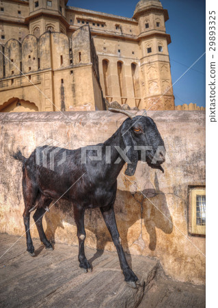 Amber Fort Amber Fort 29893325