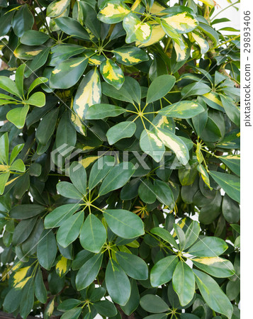 Kapok Plant 29893406