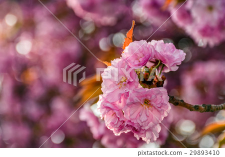 Sakura flower blossom in garden at springtime Sakura flower blossom in garden at springtime 29893410