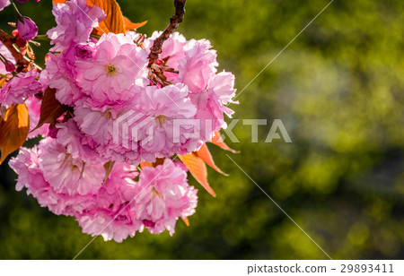 Sakura flower blossom in garden at springtime Sakura flower blossom in garden at springtime 29893411