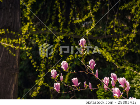 Magnolia flower blossom in spring Magnolia flower blossom in spring 29893412