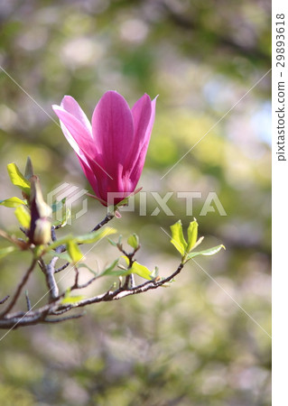 Shimokuren的花 Shimokuren的花 29893618