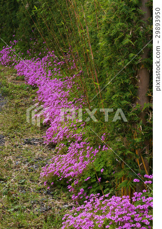 酢漿articulata 酢漿articulata 29893950