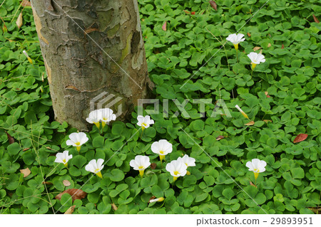 Oxalis·Pulprea Oxalis·Pulprea 29893951