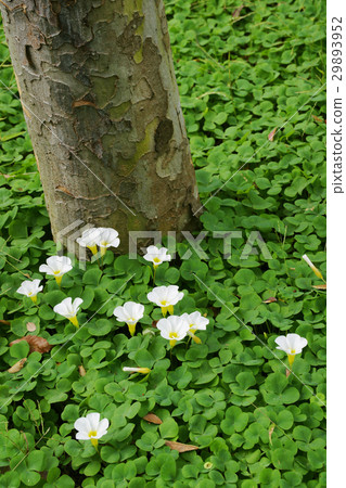 Oxalis·Pulprea Oxalis·Pulprea 29893952