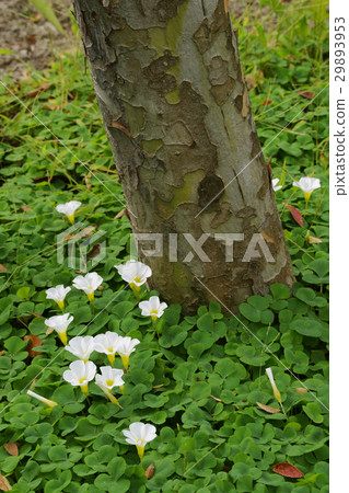 Oxalis·Pulprea Oxalis·Pulprea 29893953