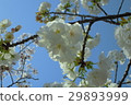 Cherry Blossoms   29893999