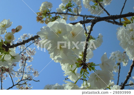 櫻花 櫻花 29893999