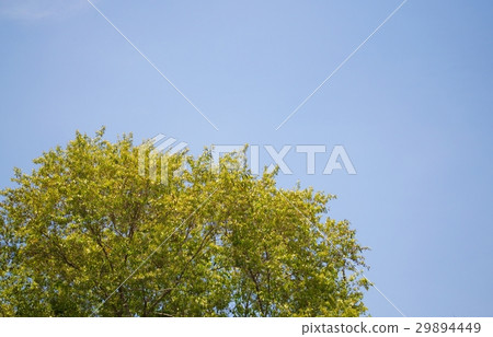 Branches of trees on the sky background Branches of trees on the sky background 29894449