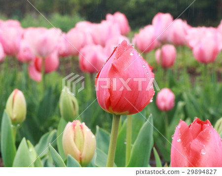 Tulip on rainy day Tulip on rainy day 29894827