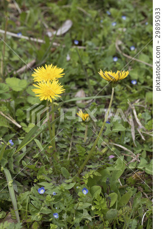 罐裝蒲公英 29895033