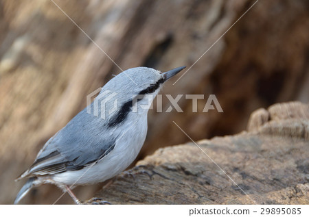 Gothy-faced mountain 29895085