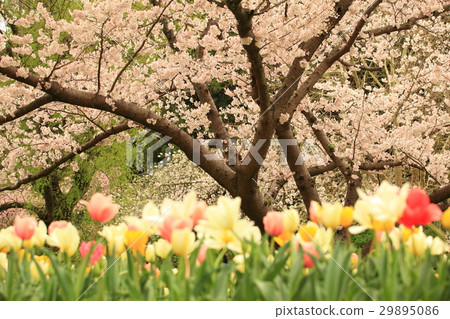 Compete to bloom Compete to bloom 29895086