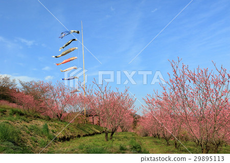 華莽和鯉魚飄帶 29895113