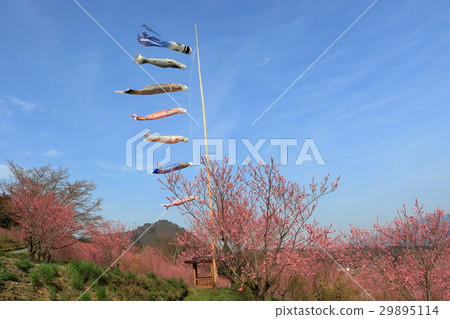 華莽和鯉魚飄帶 29895114