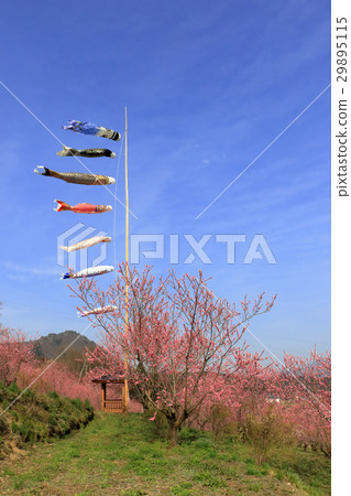 華莽和鯉魚飄帶 29895115