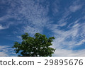 高原樹木和天空 29895676