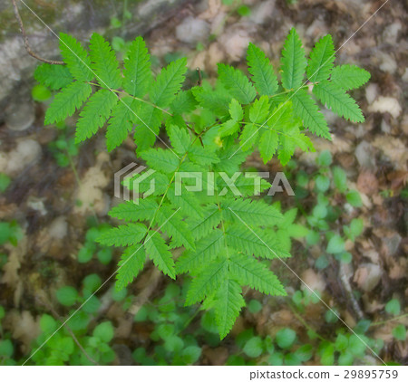 green bush alone in the forest with curly leaves 29895759