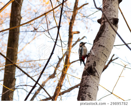 handsome young woodpecker on the birch tree 29895782