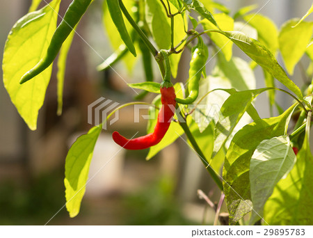 maturation of red chili pepper grows on a bush 29895783