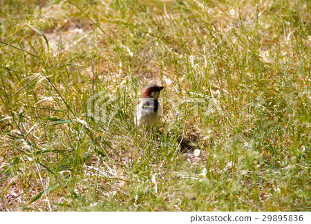 young small gray brown sparrow in the high 29895836