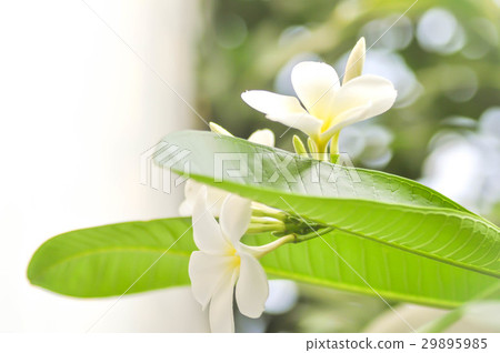 temple tree , pagoda tree temple tree , pagoda tree 29895985