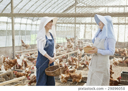 Poultry female 29896058