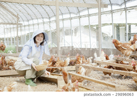 Poultry female 29896063
