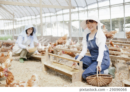 Poultry female 29896066