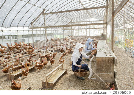 Poultry female 29896069