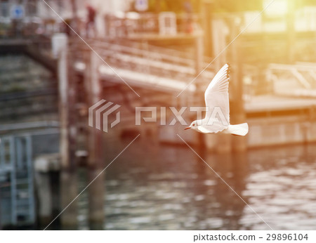 seagull in the harbor, sunset or sunrise 29896104