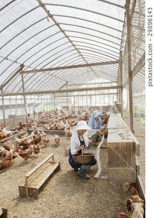 Poultry female 29896143