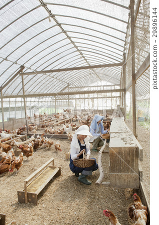 Poultry female Poultry female 29896144