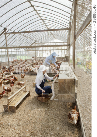 Poultry female 29896146