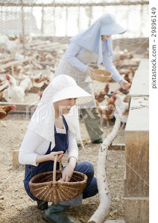 Poultry female 29896149