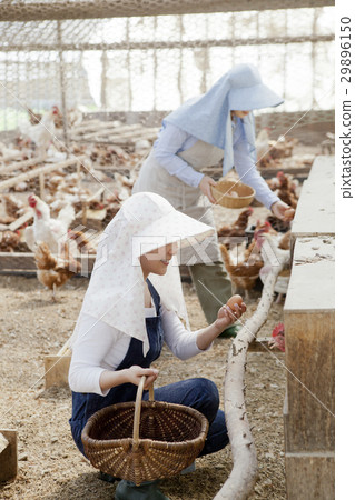 Poultry female 29896150