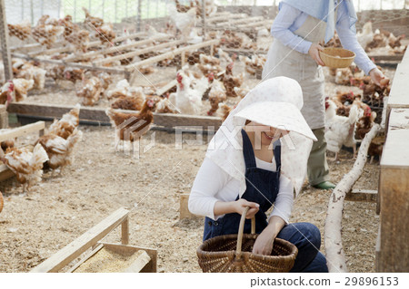 Poultry female 29896153