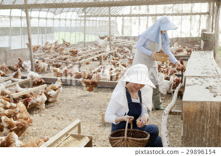 Poultry female 29896154