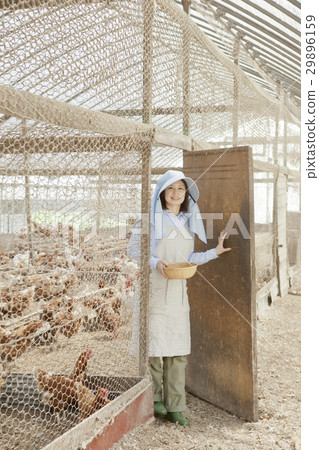 Poultry female Poultry female 29896159