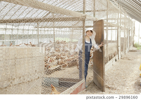 Poultry female Poultry female 29896160