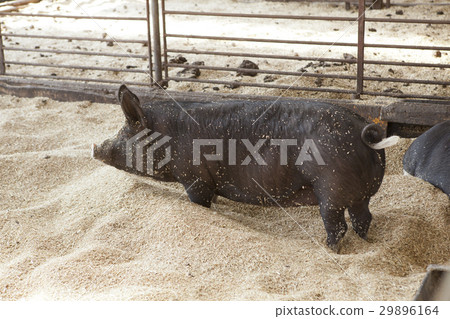 A pig farm 29896164