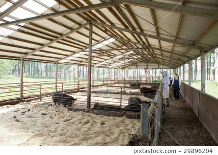 Pig female 29896204