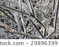 Snow-covered and frozen shrubbery 303404 29896399