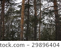 Pine and birch trees in the park 30421 29896404